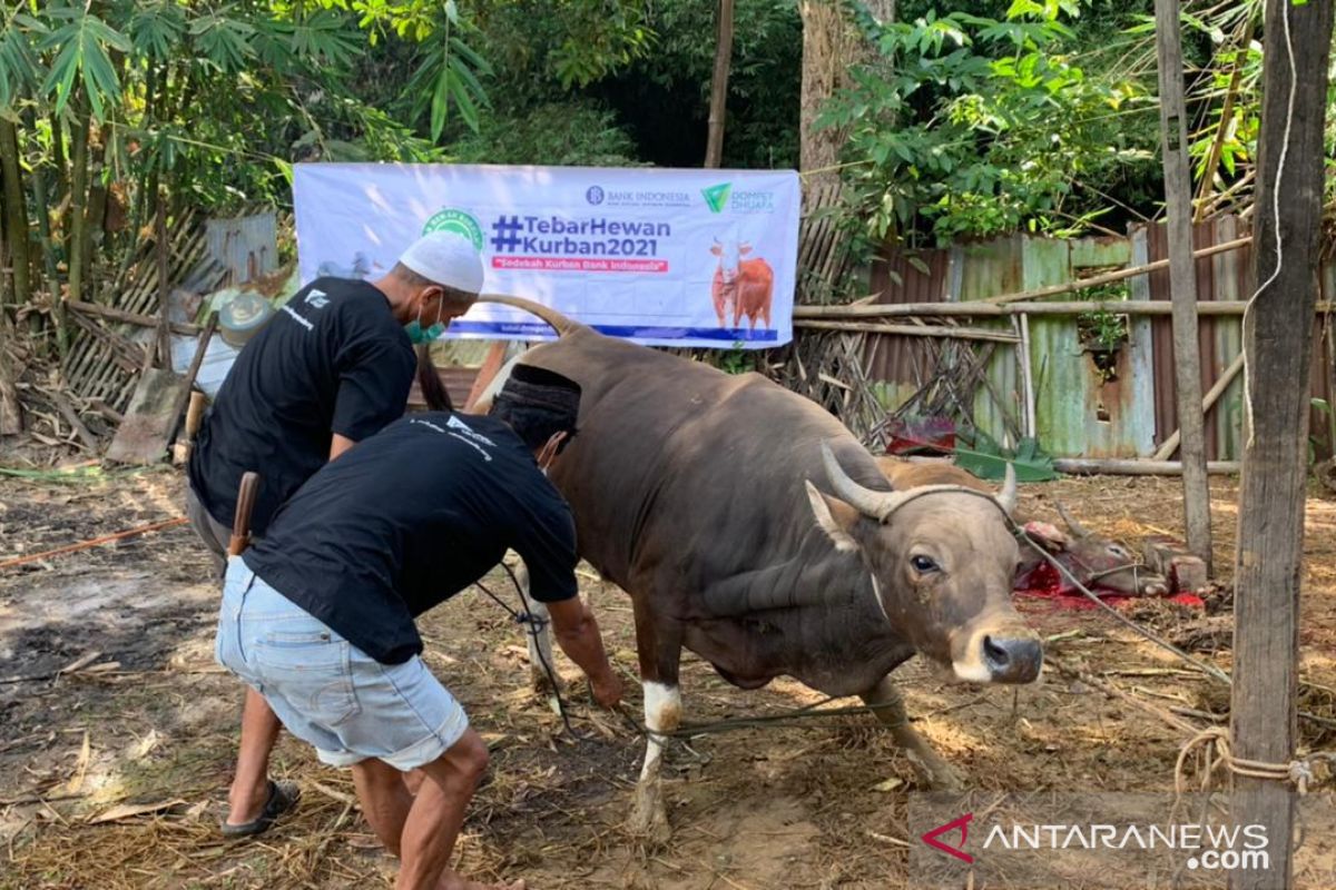 Bank Indonesia gandeng Dompet Dhuafa tebar daging kurban di Sulsel