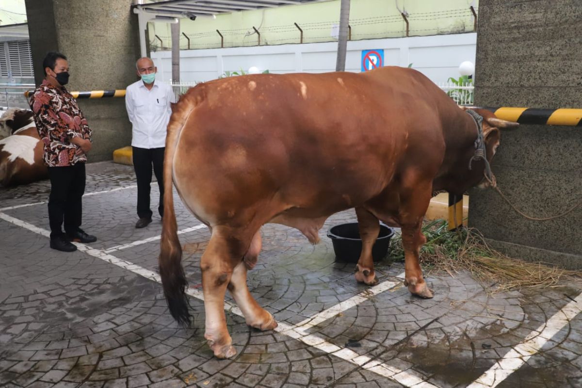 Menteri Trenggono rayakan Idul Adha dengan berkurban sapi 1,3 ton