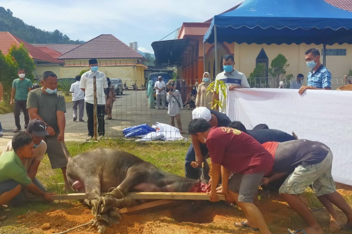 Polres Tapteng sembelih 8 ekor hewan kurban untuk dibagikan ke masyarakat