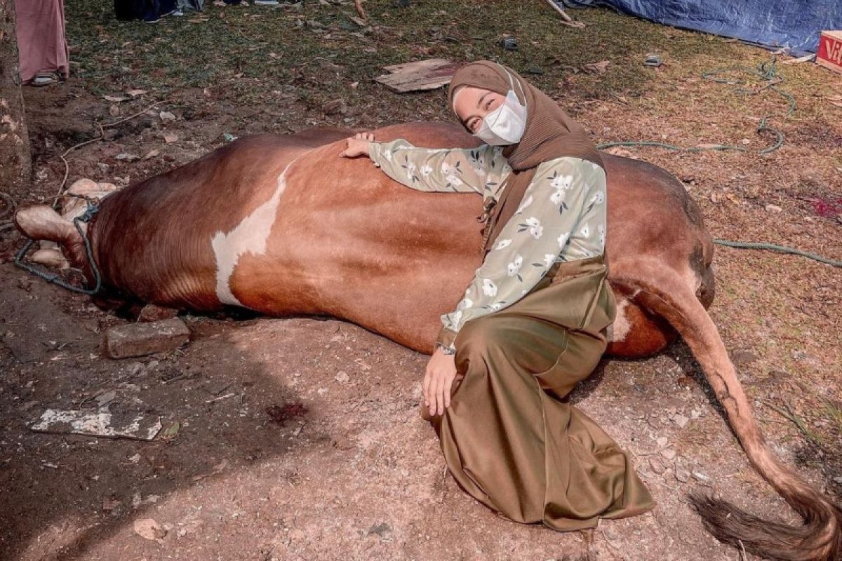 Ria Ricis kurban sapi dengan berat 1 ton