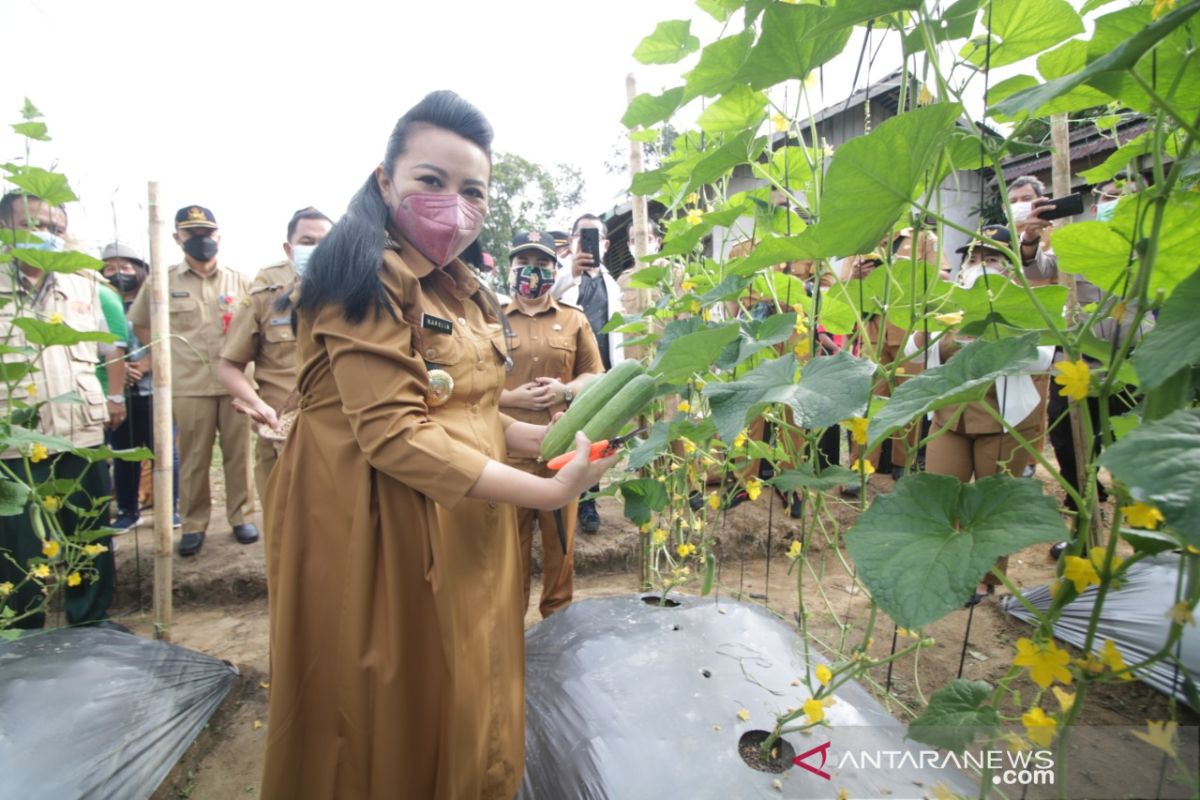 Bupati Karolin ajak masyarakat bertanam sayur di perkarangan rumah