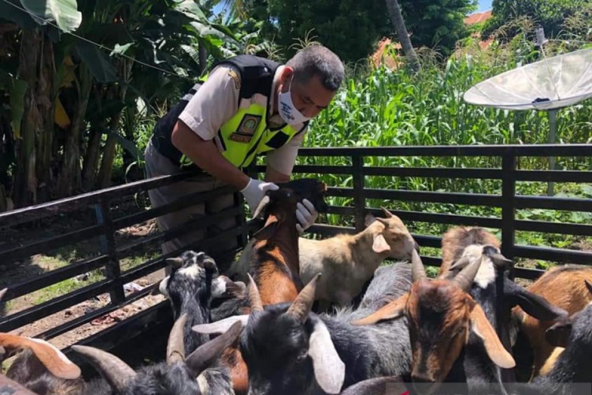 Bisnis  ternak antar daerah di NTT capai Rp81,8 miliar