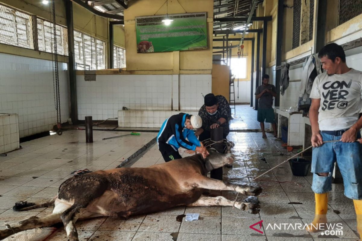 RPH Kota Jambi sembelih puluhan hewan kurban