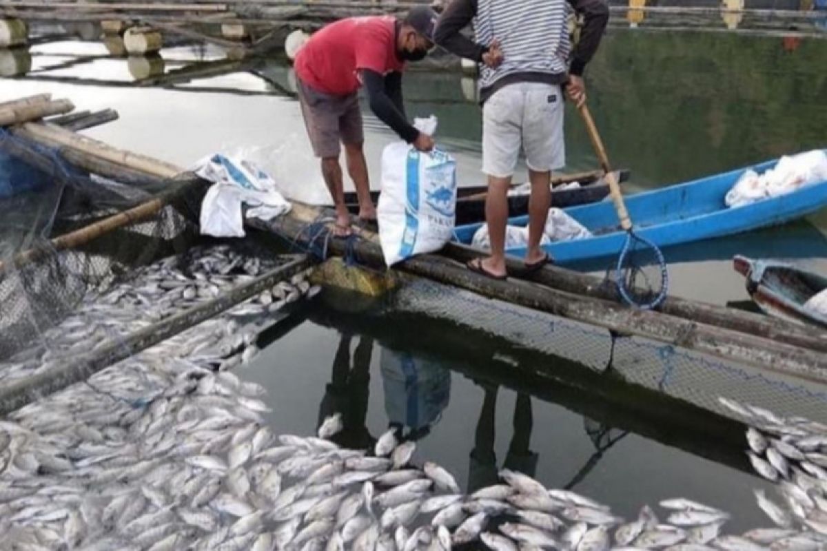 Ribuan ikan nila di Danau Batur mati keracunan belerang