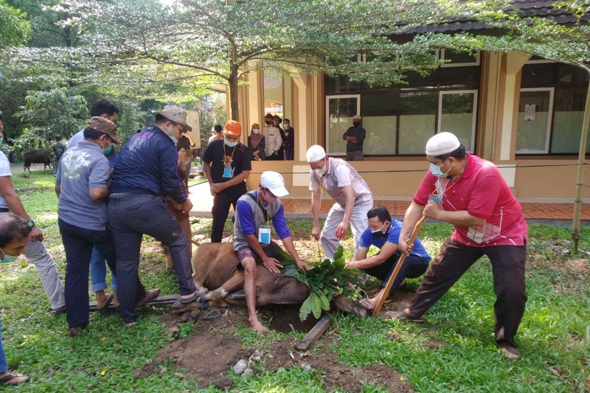 Universitas Jambi sembelih hewan kurban