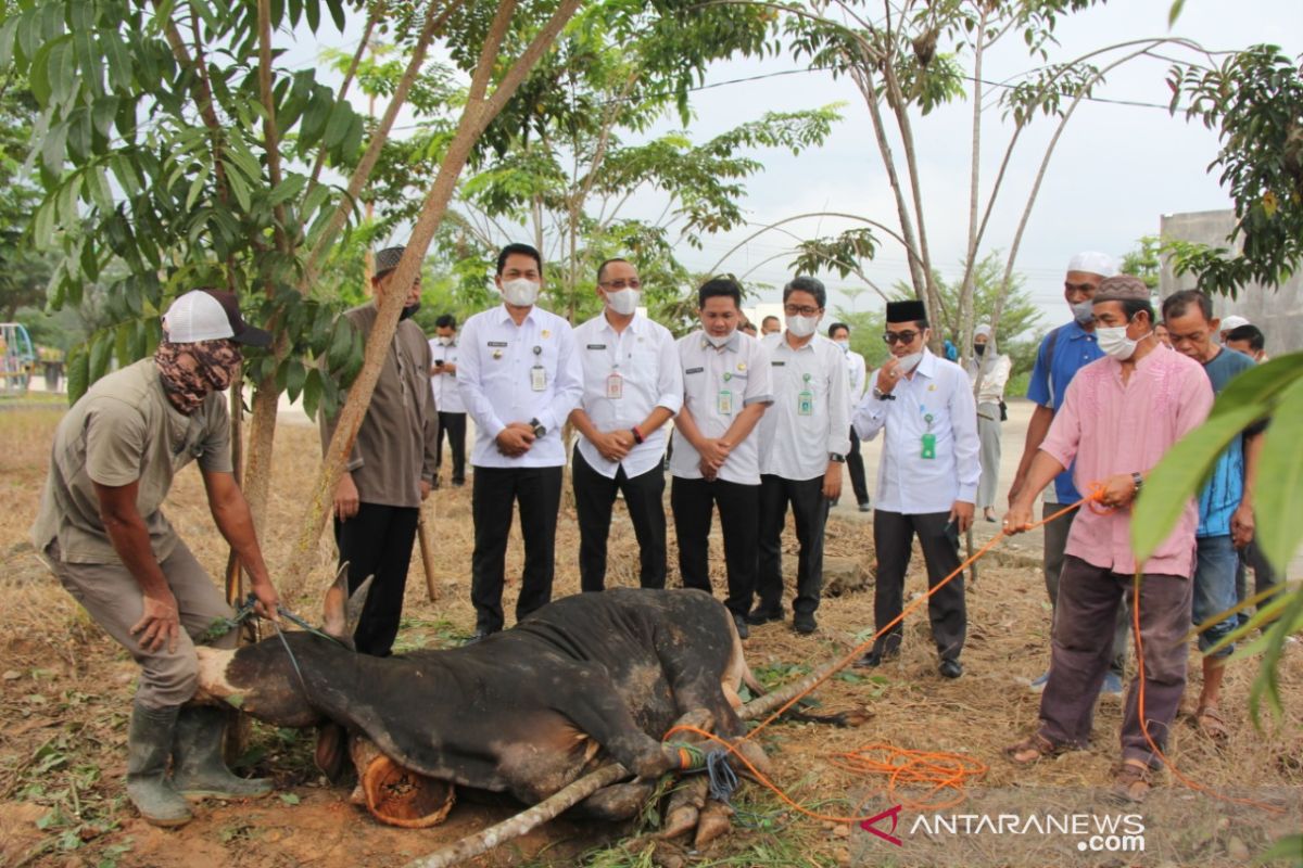 Pemda bagikan daging sapi kurban untuk kaum duafa