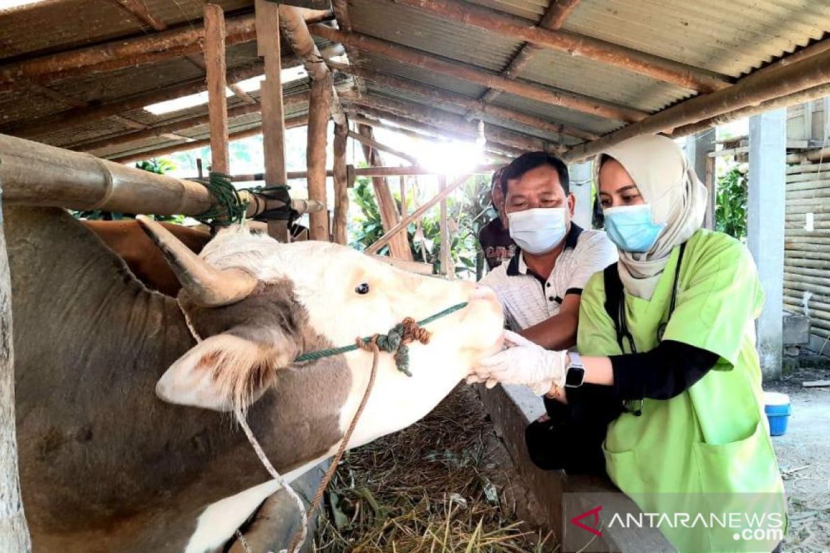 Pemotongan hewan kurban di Rejang Lebong meningkat