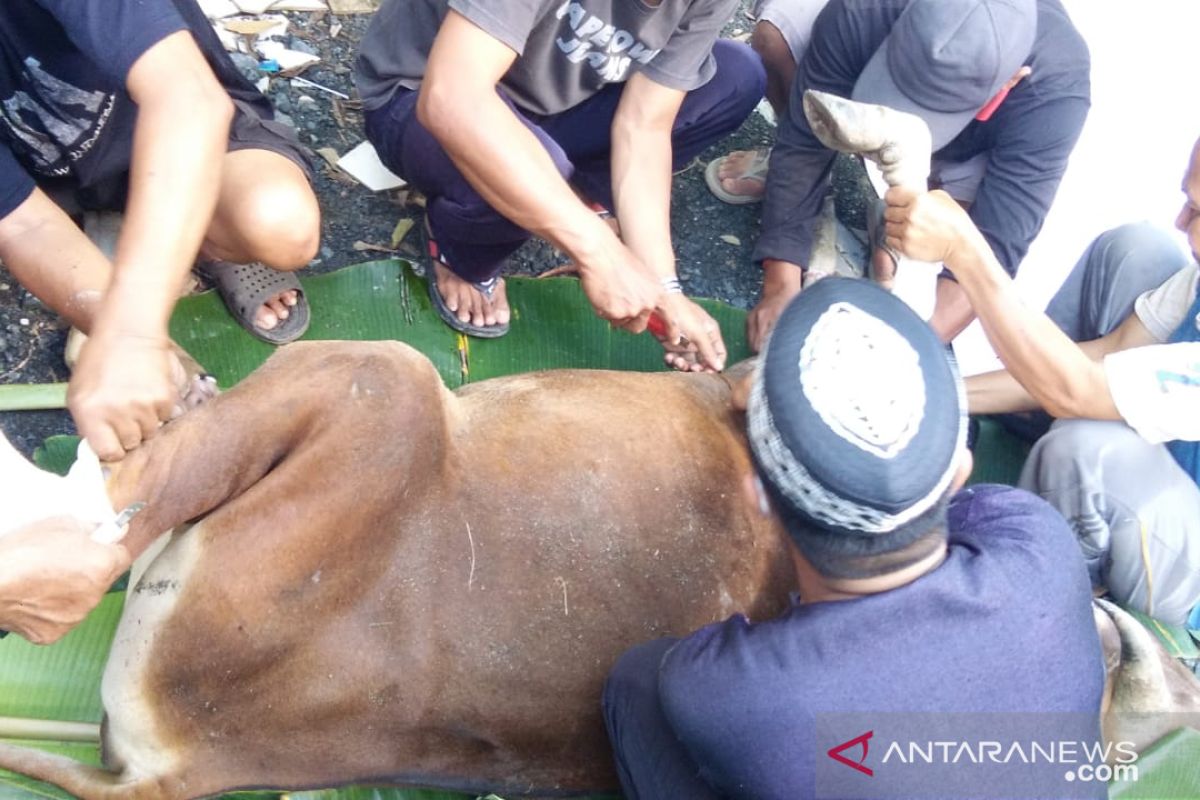 BEM Stikes Darul Azhar berkurban satu ekor sapi