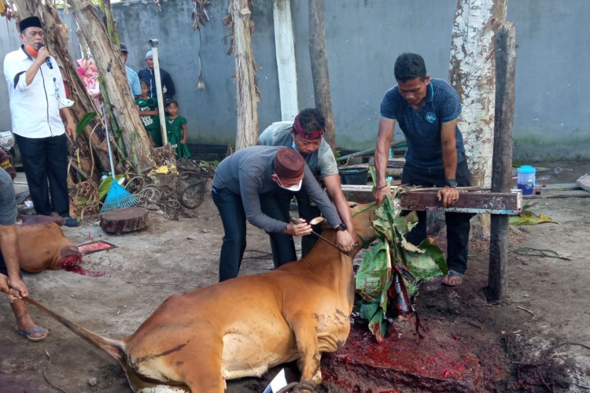 Pemkab Bangka potong 32 ekor sapi kurban