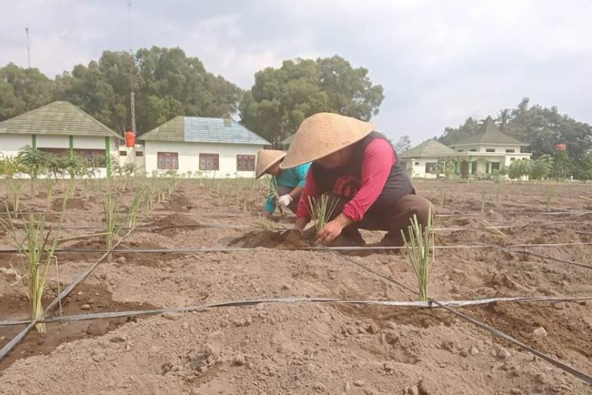 Gandeng DUDI, Polbangtan YoMa kembangkan kebun koleksi biofarmaka