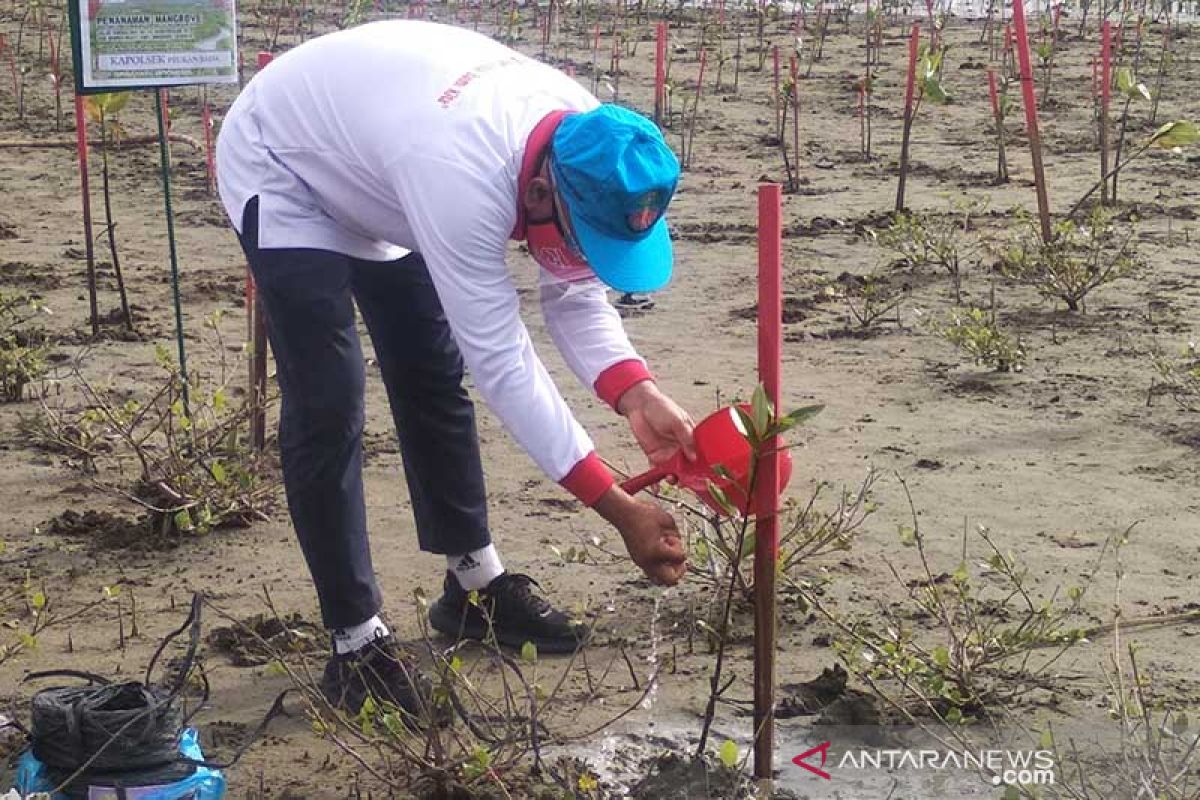 LSM sebut 75 persen hutan bakau di Aceh Tamiang rusak parah