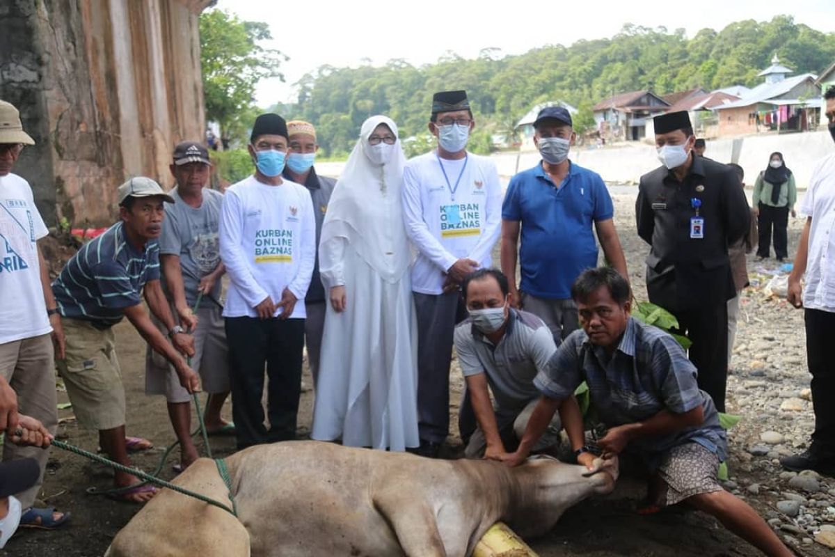 Bupati Pesisir Barat hadiri pemotongan hewan kurban