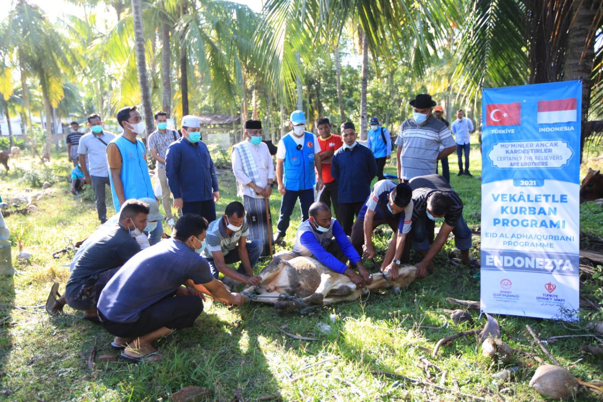 Masyarakat Turki kurban 50 ekor sapi di Aceh Besar