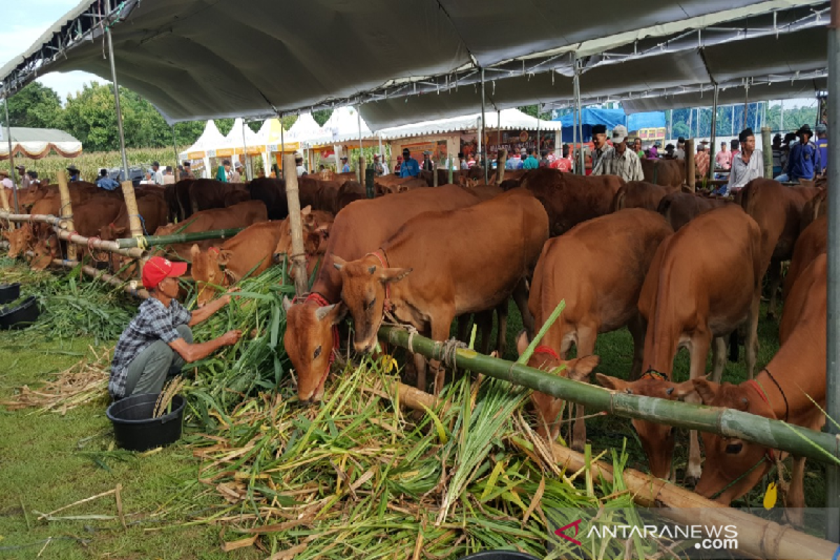 ASN Pemko Banda Aceh sembelih 220 hewan kurban