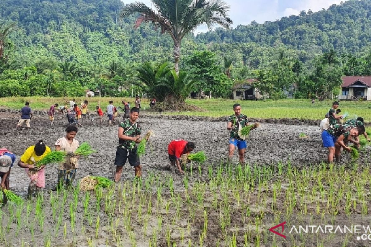 Satgas TNI Yonif 403 bersama warga Papua menanam padi di perbatasan