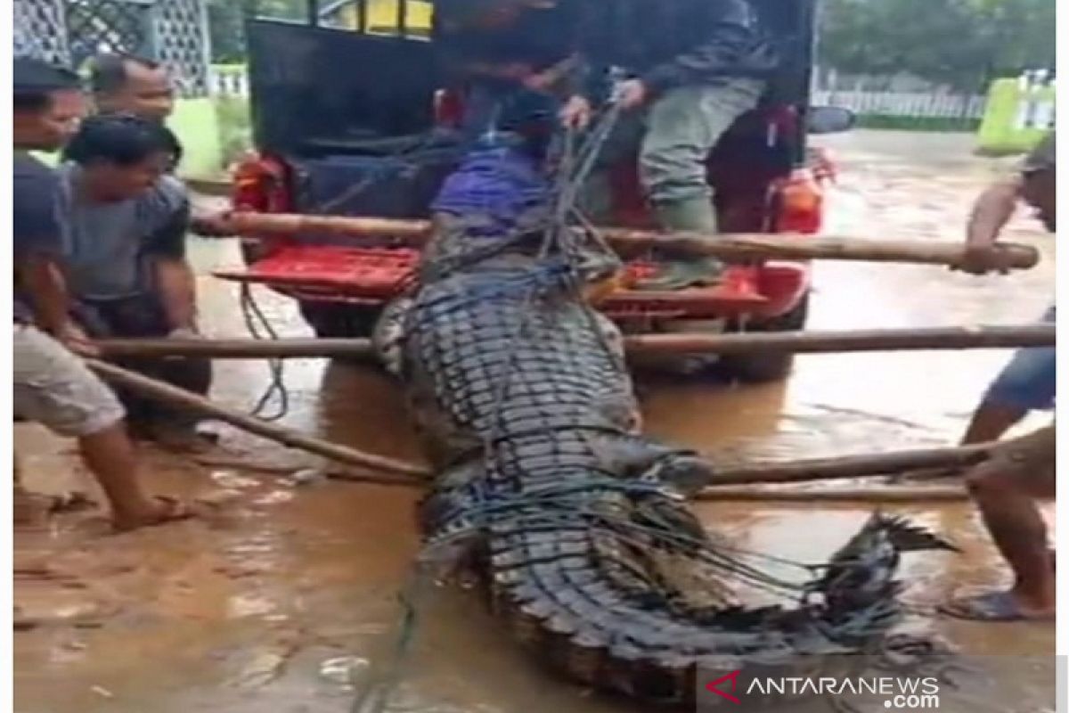 BKSDA Sulawesi Tenggara amankan seekor buaya panjang 3,9 meter