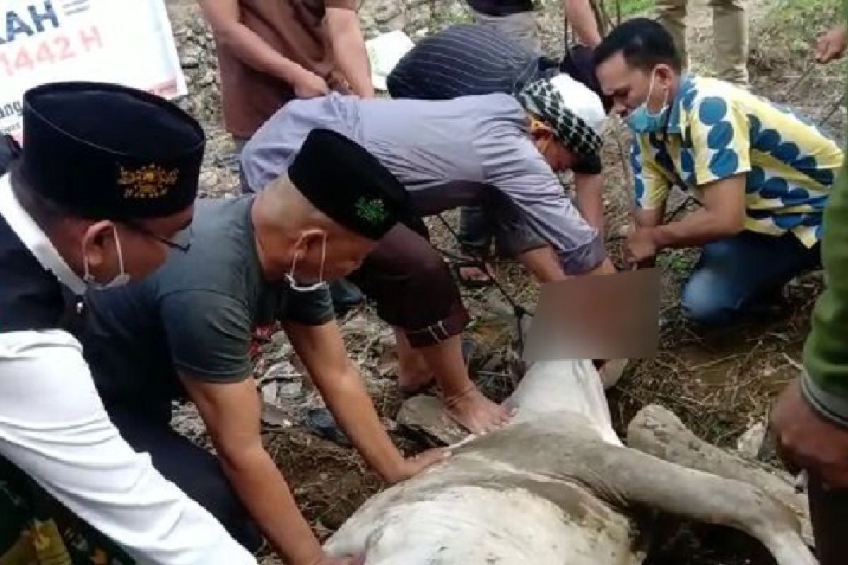 NU Palas sembelih satu ekor lembu kurban bantuan BPKH RI