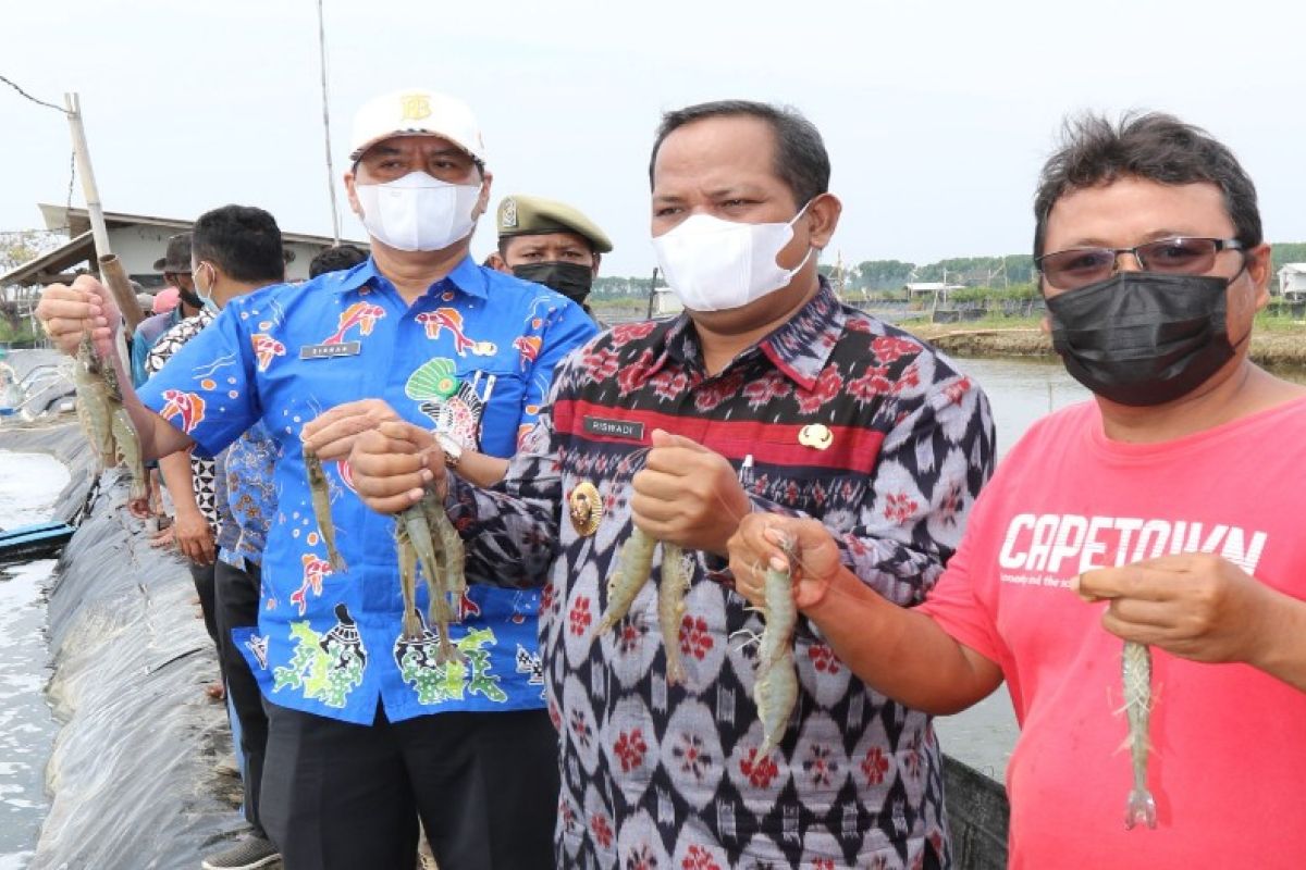 Panen raya udang vaname di Kabupaten Pekalongan