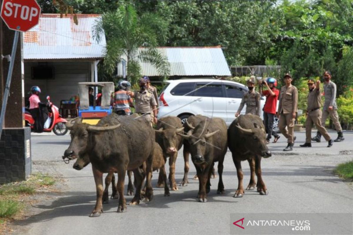 Lepas hewan ternak, pemilik didenda Rp100 ribu