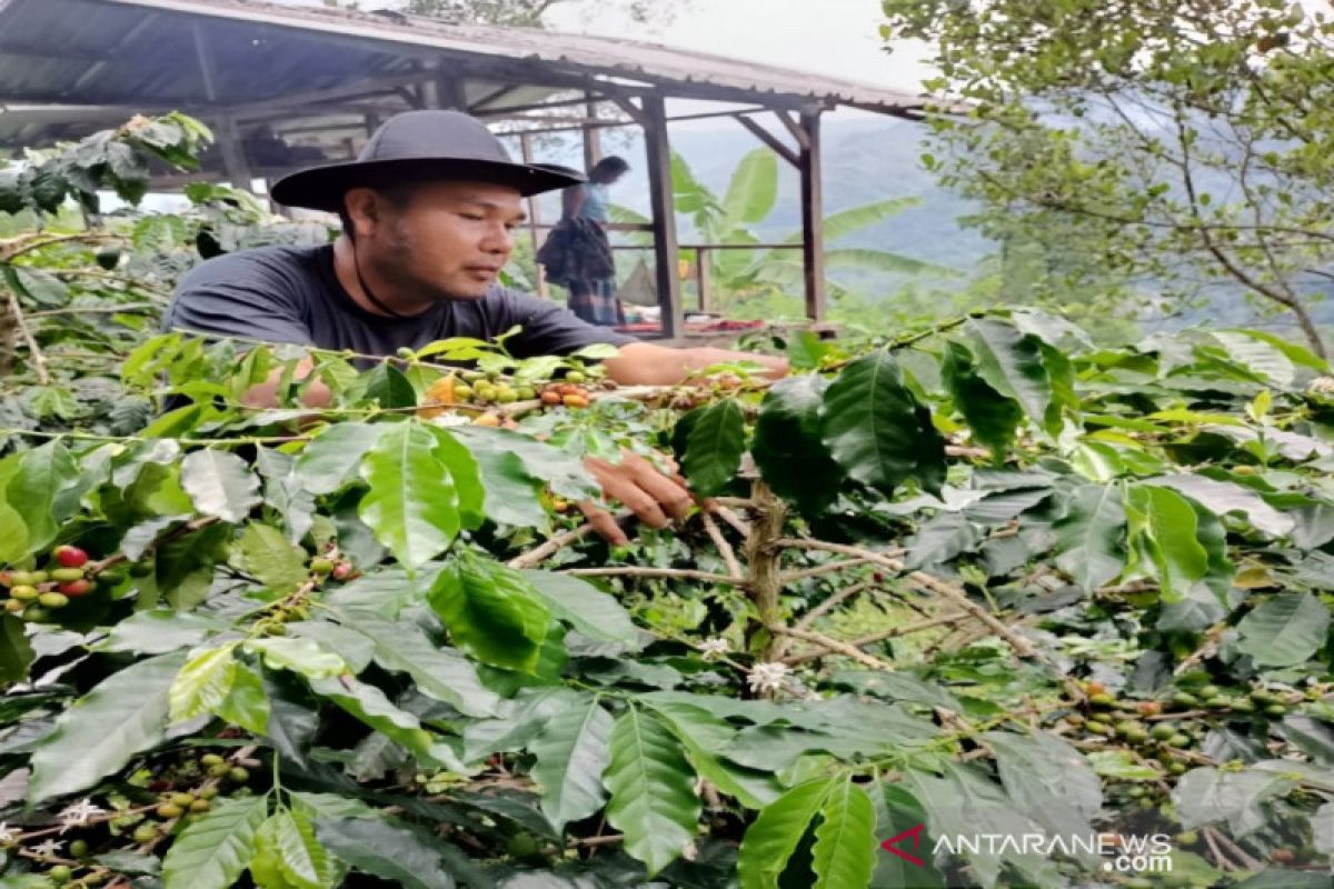 Imbas COVID-19, petani kopi di Madina mulai tinggalkan lahan