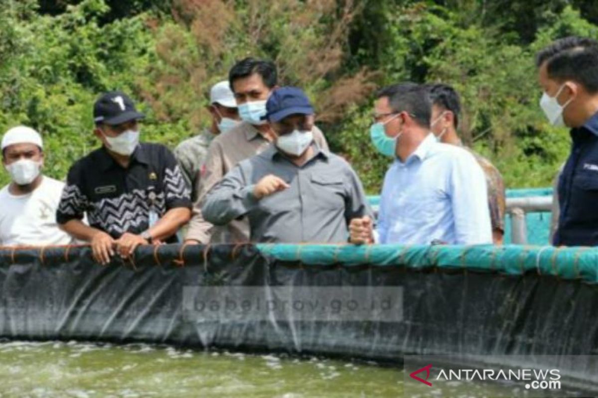 DPRD Babel dukung pengembangan udang vaname