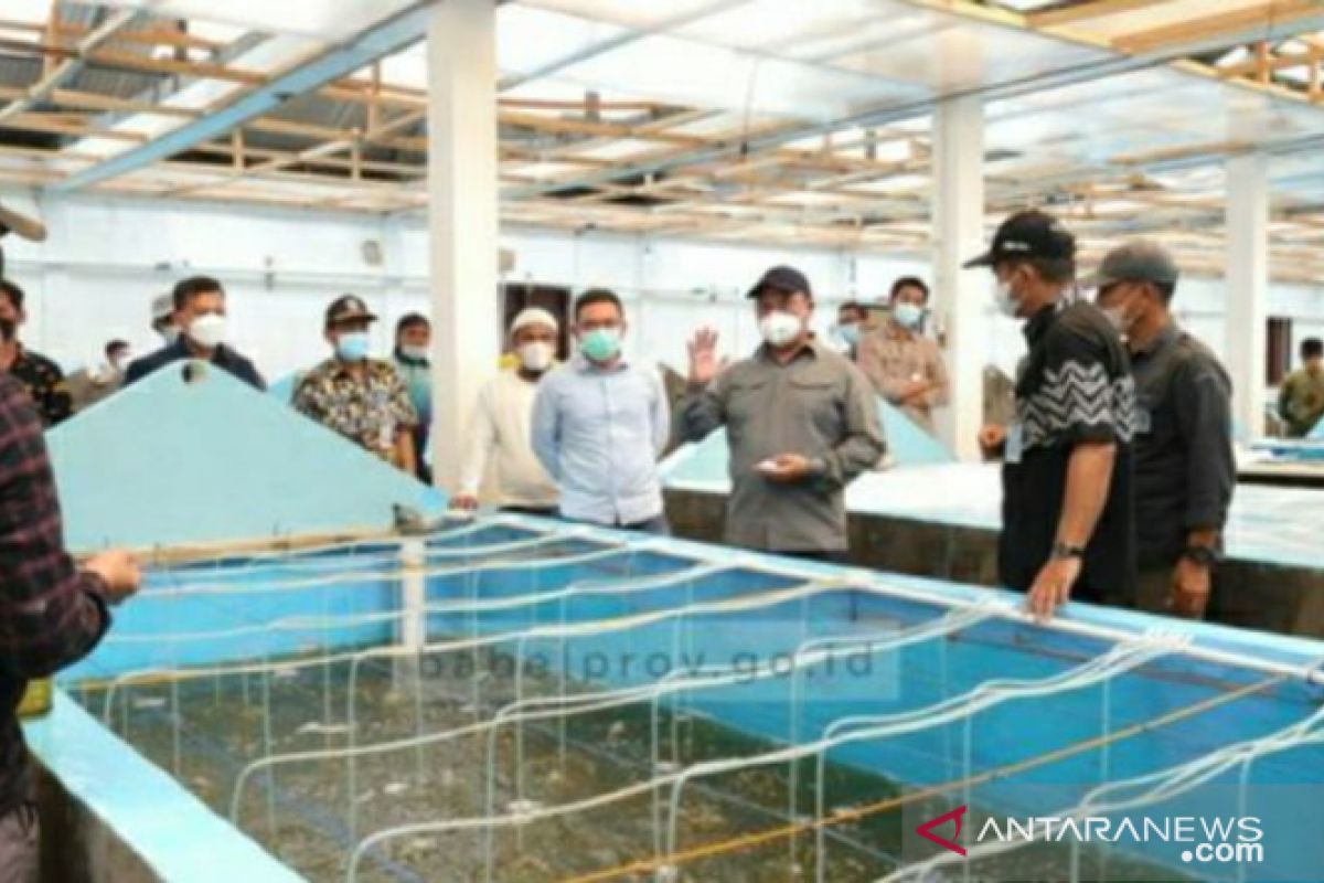 Gubernur Babel ajak masyarakat pesisir kembangkan udang vaname