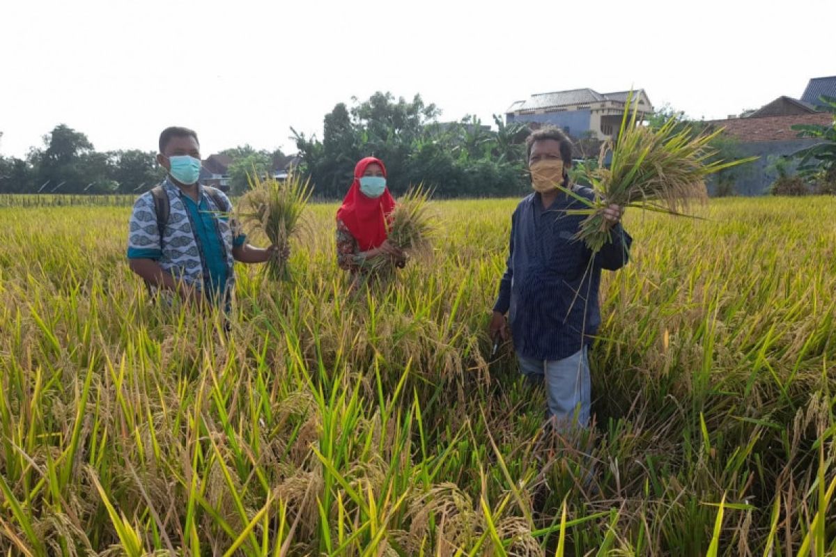 Produktivitas padi di Kabupaten Kudus meningkat
