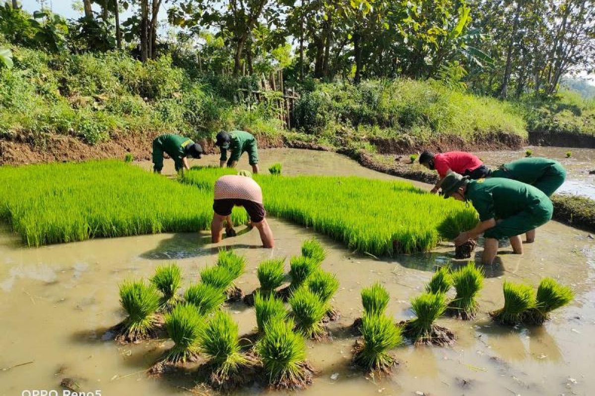 Praktikkan sistem Jarwo, mahasiswa Polbangtan YoMa lakukan pendampingan petani di Nogosari