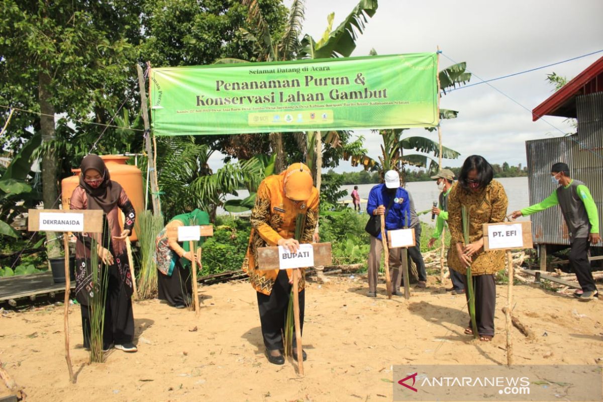 Pemkab Batola-EFI kerja sama tingkatkan budidaya purun danau