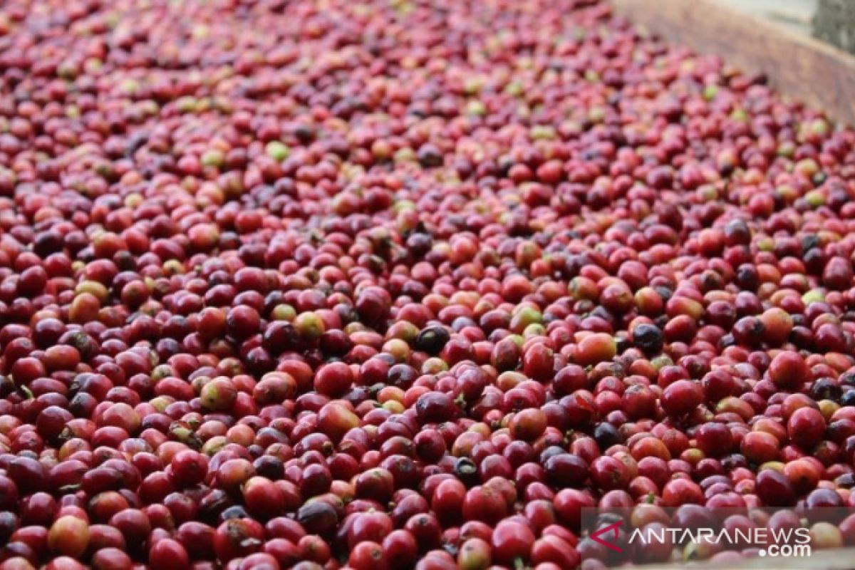 PDM Coffee Tapsel wakili Sumut lelang kopi Internasional di Singapore