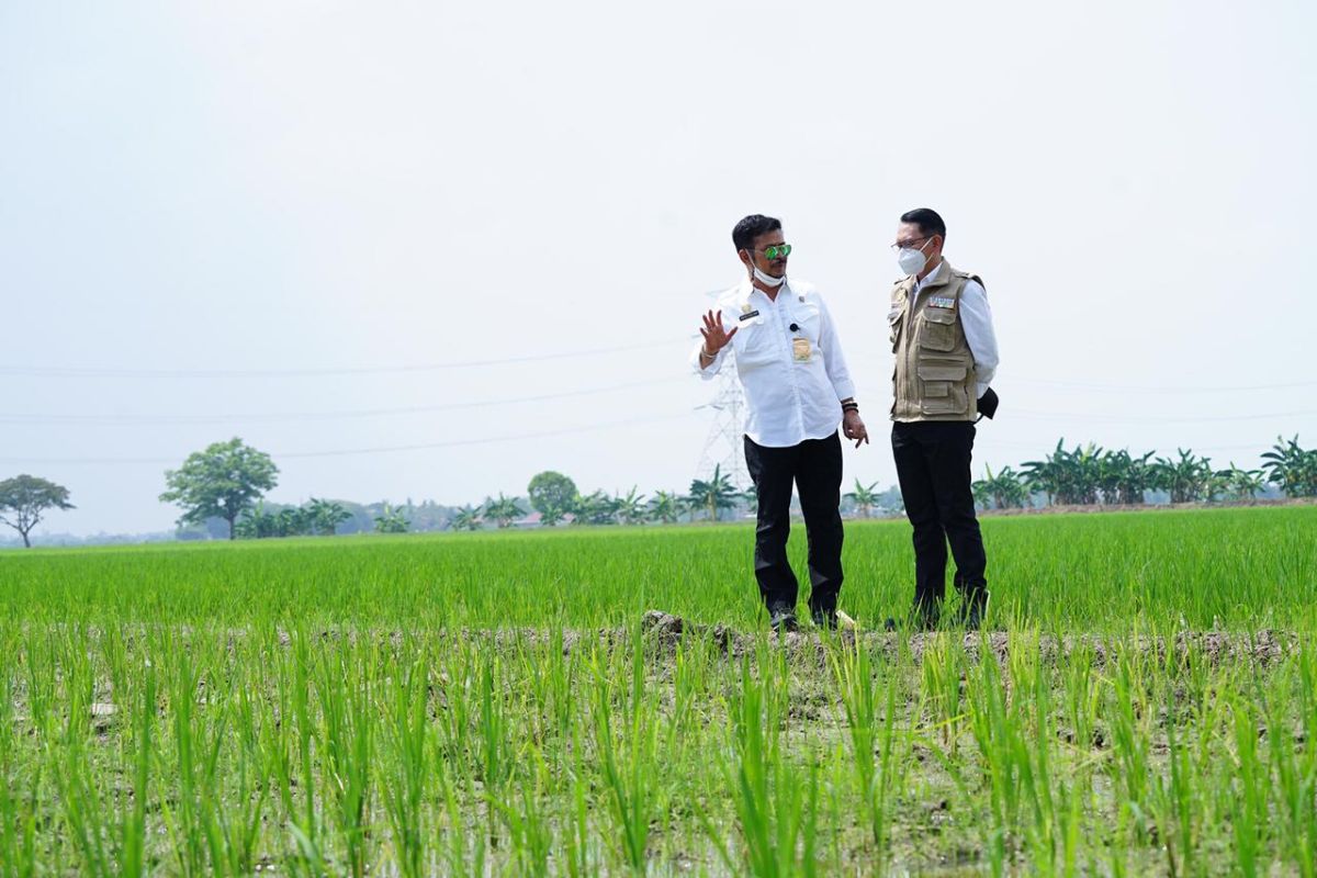 Mentan cek persawahan di Jabar pastikan stok beras aman