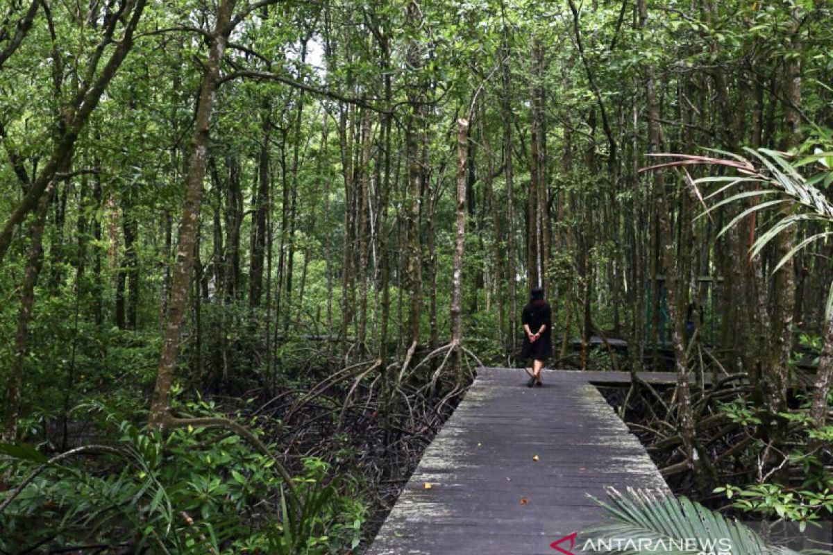 KEHATI: Rehabilitasi ekosistem mangrove mesti melibatkan masyarakat