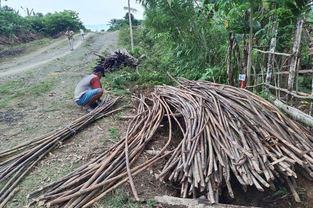 Meski pandemi COVID-19, harga rotan di Simeulue mengiurkan