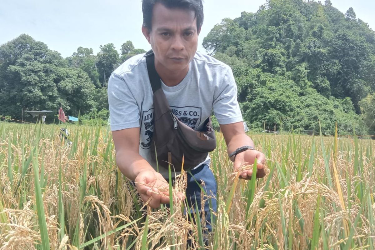 Diserang hama Nexs Blas, padi di Aceh Jaya terancam gagal panen