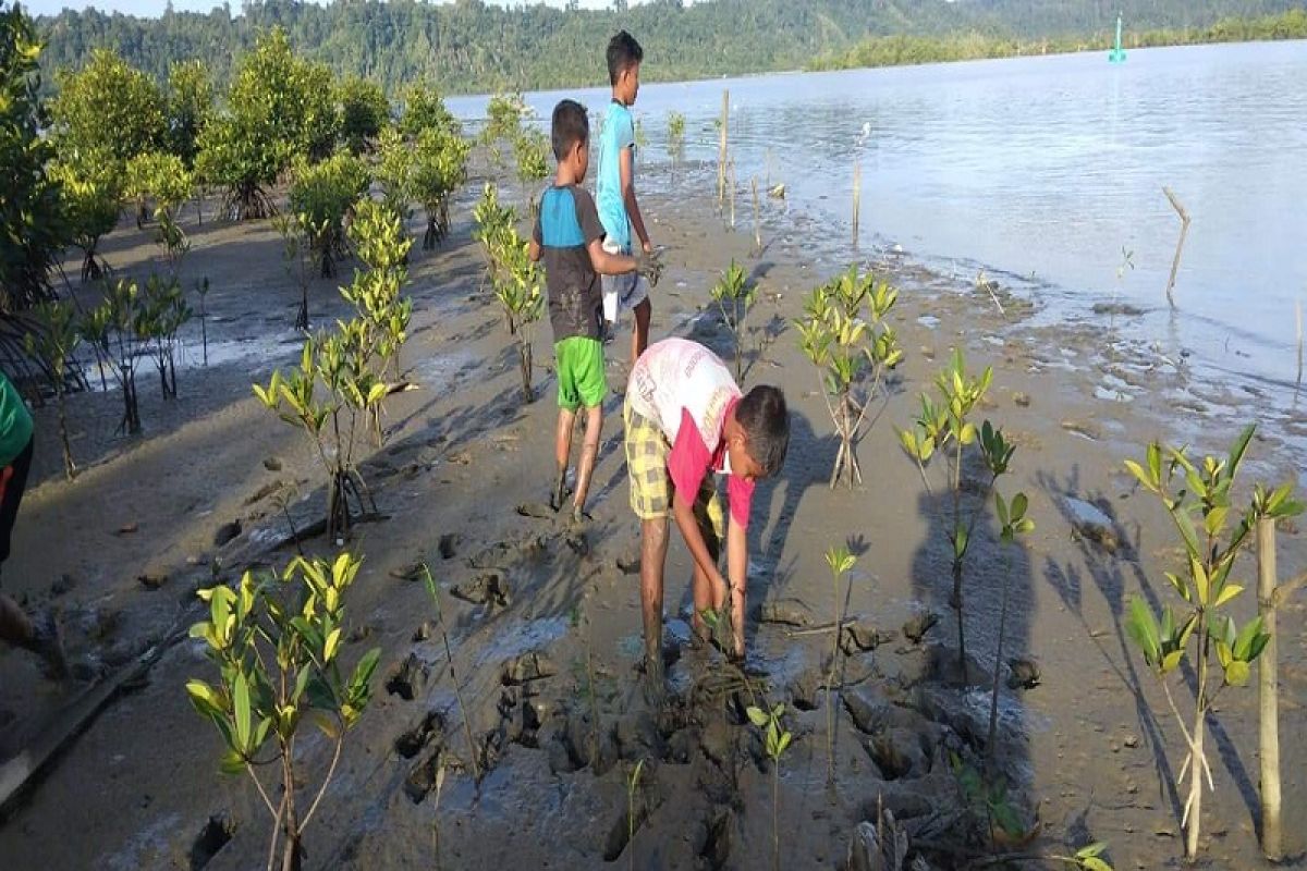 Hari Mangrove se-Dunia, Kompilasi tanam ratusan bibit bakau