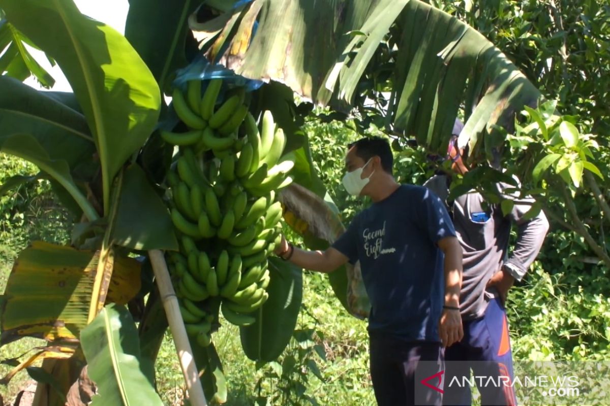 Mengangkat perekonomiam petani dengan mengembangkan kebun pisang Cavendish