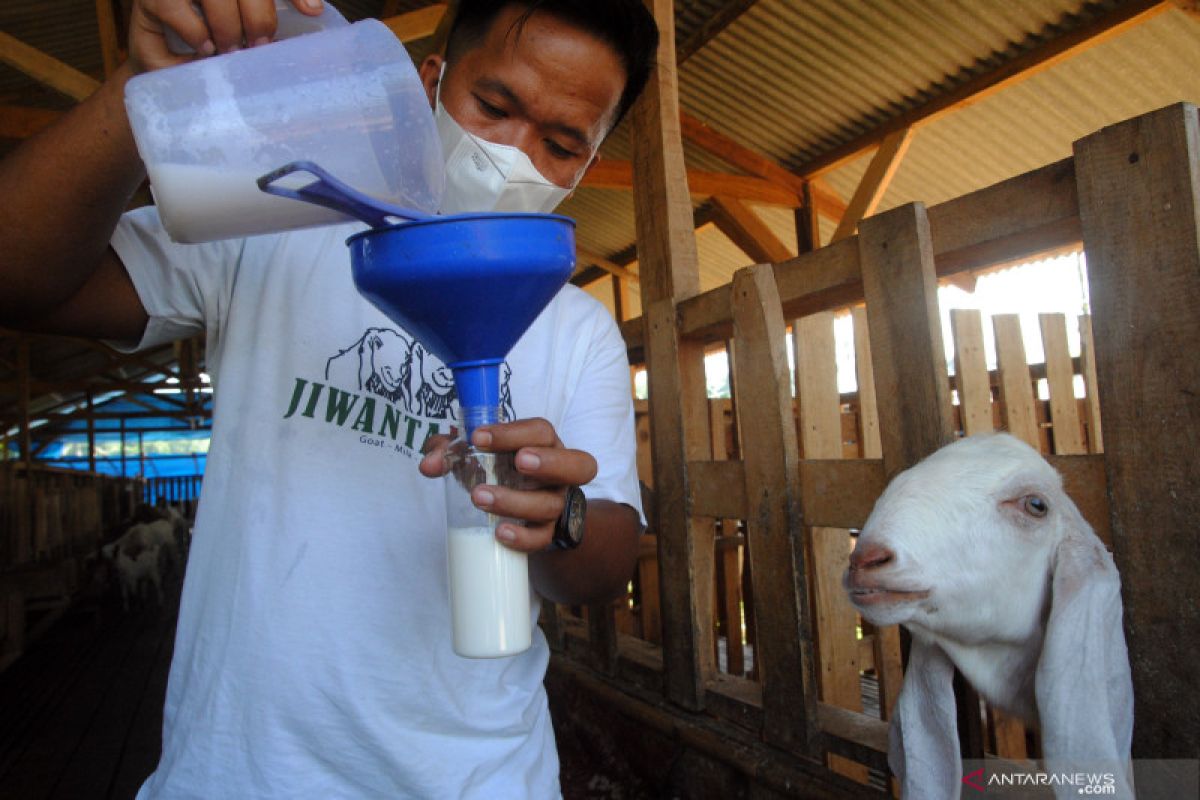 Peternak kambing di Jateng diimbau gunakan pakan  fermentasi