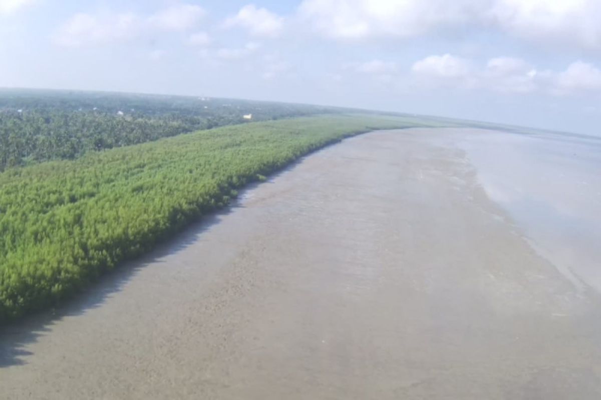 Penanaman mangrove di kawasan pesisir Desa Pasir Mempawah capai 35 hektare