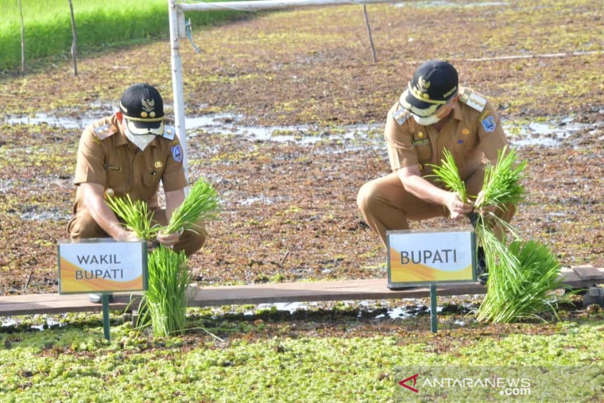 Petani tiga kecamatan wilayah Daha manfaatkan musim kemarau bercocok tanam