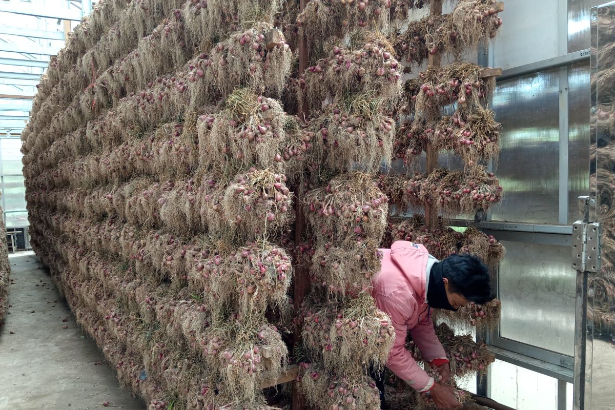 Harga bawang merah berangsur naik jadi Rp26 ribu per kg ditingkat petani Kabupaten Solok