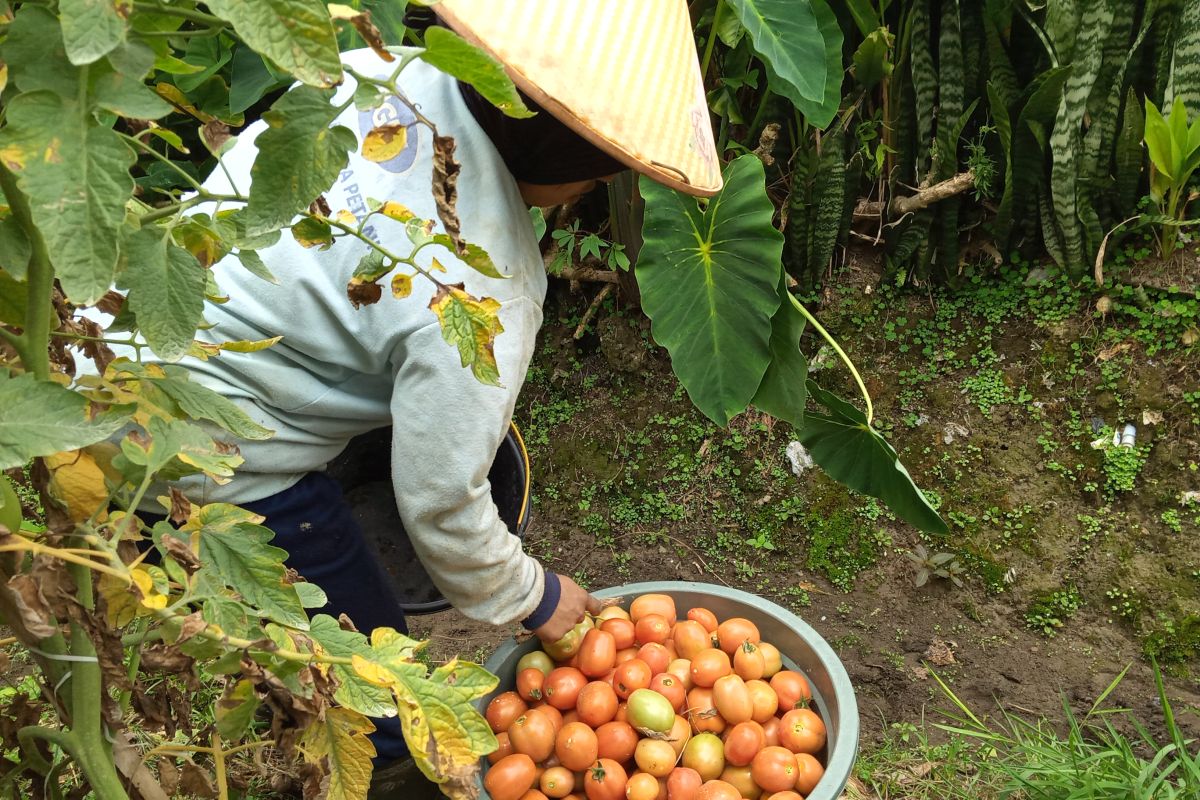 Petani diajak pakai ini oleh Dinas Pangan Kabupaten Solok