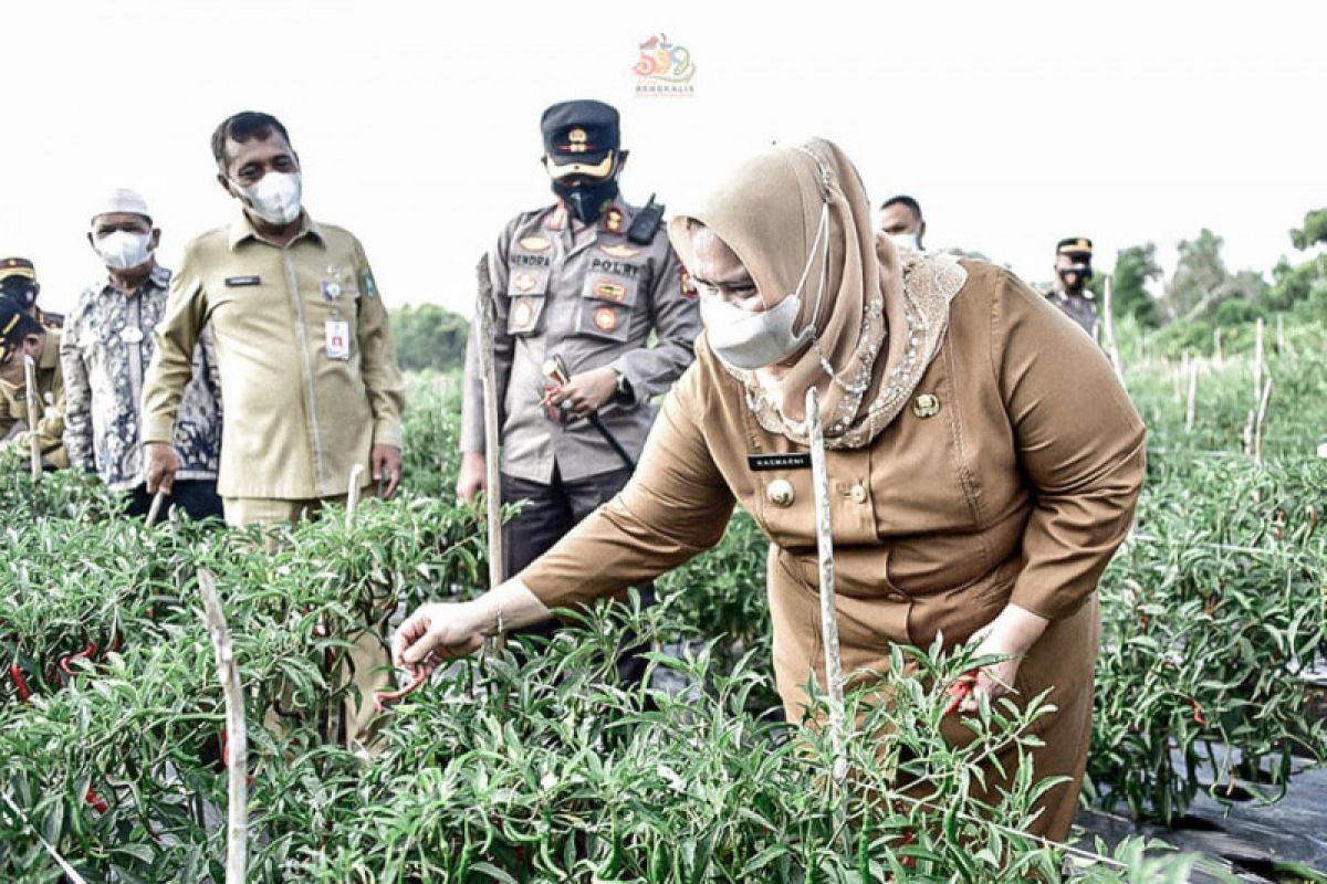 Bupati Bengkalis bersama Kapolres panen cabe Kampung Tengah