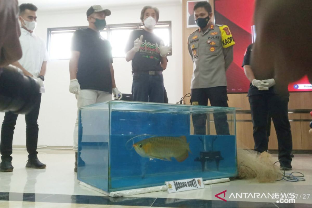 Polres Bogor ungkap kasus pencurian ikan arwana seharga Rp24 miliar (video)