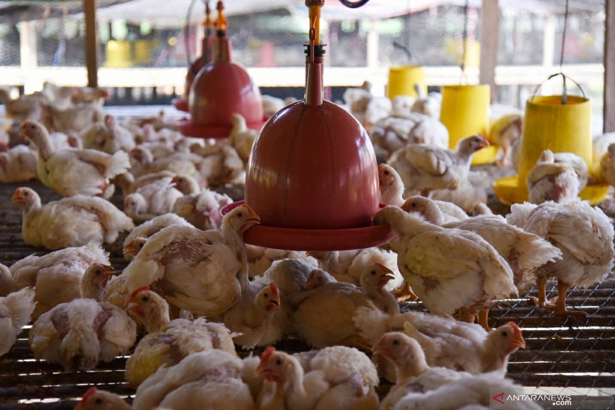 Akademisi beri solusi untuk stabilkan harga ayam ras