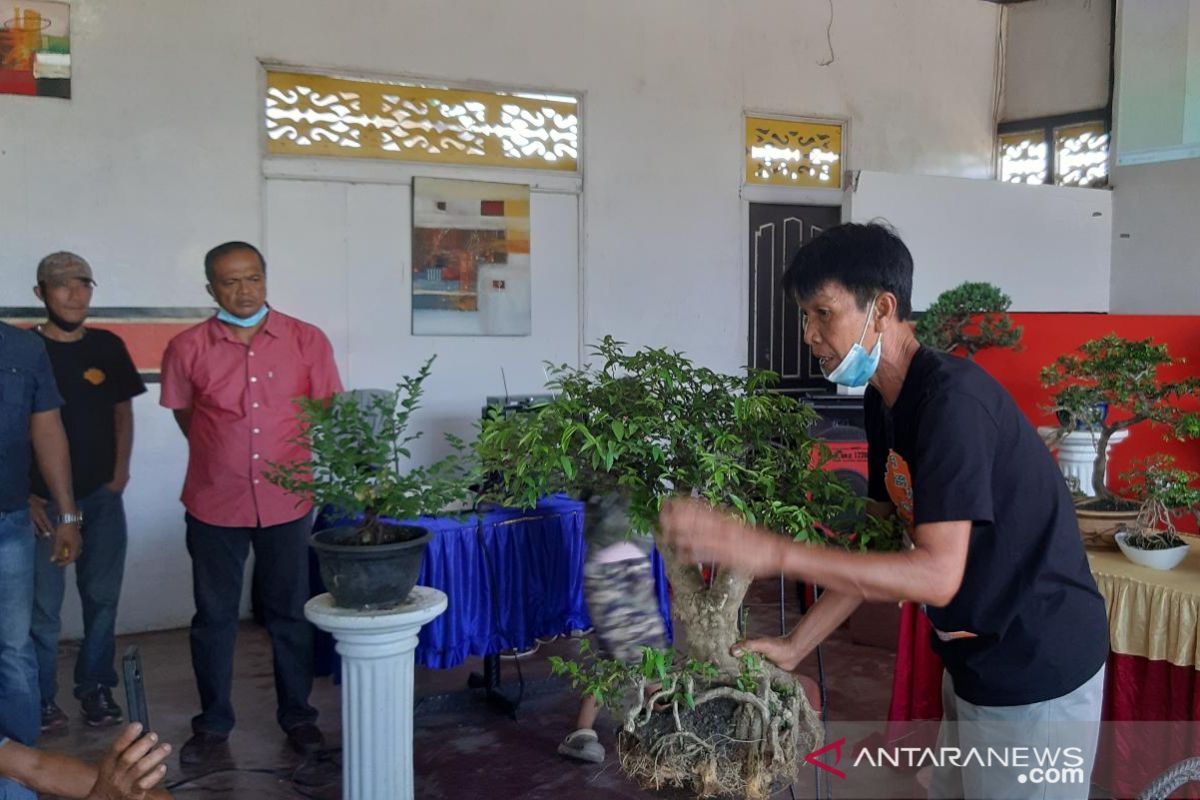 Penggemar bonsai Sambas gali potesi  ekonomi bentuk organisasi