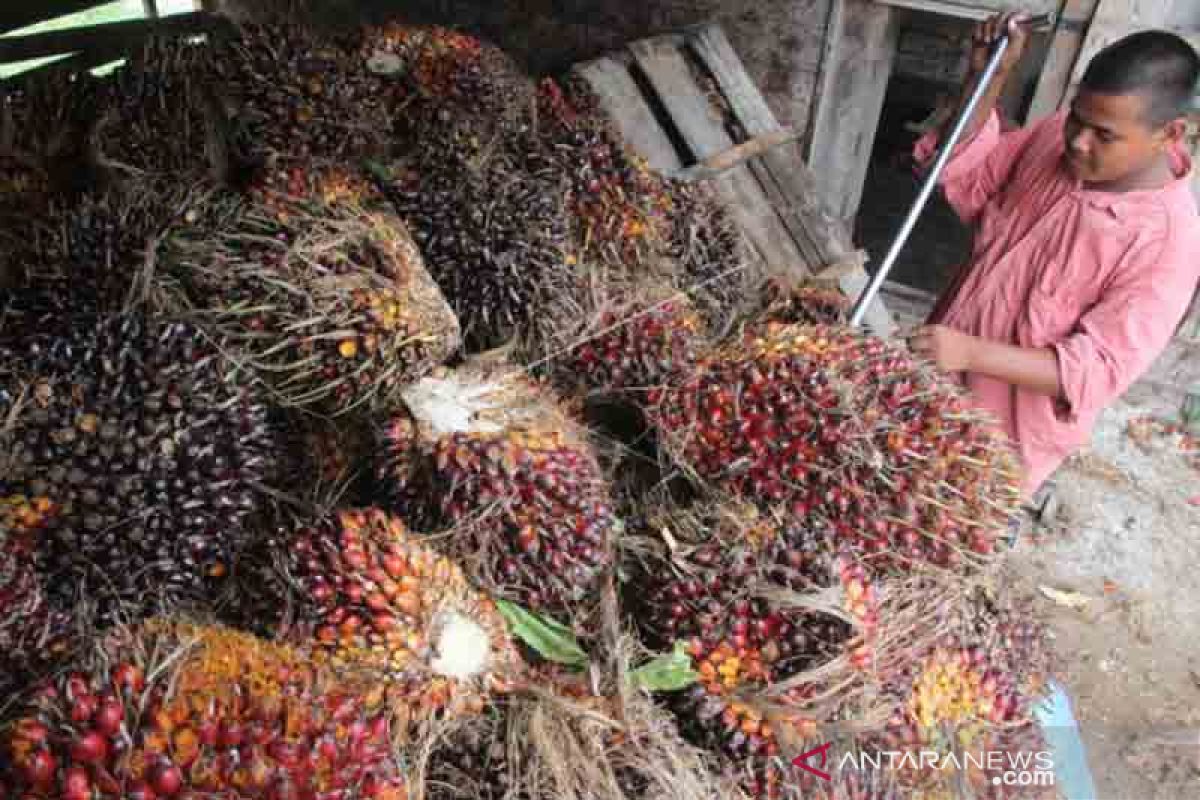 Apkasindo: Harga TBS di Aceh paling rendah di Sumatera