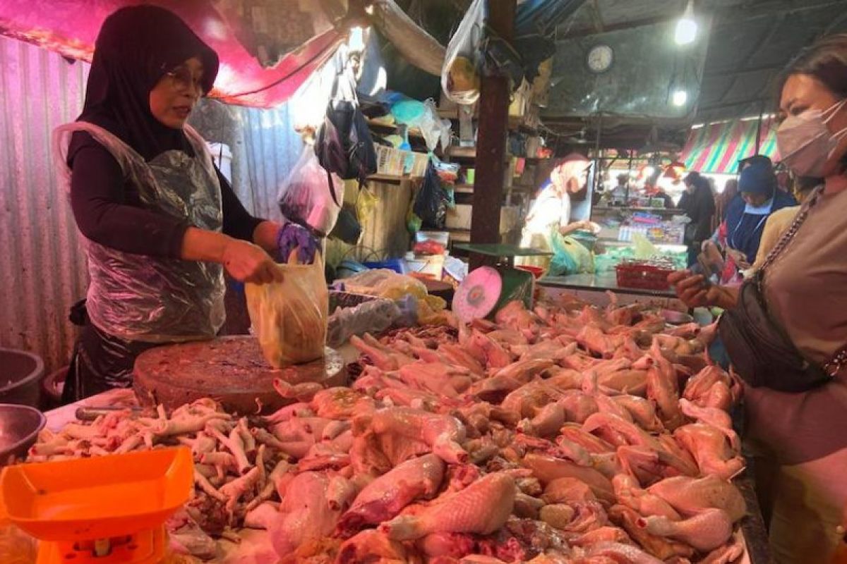 Sejumlah peternak ayam di Palembang gulung tikar
