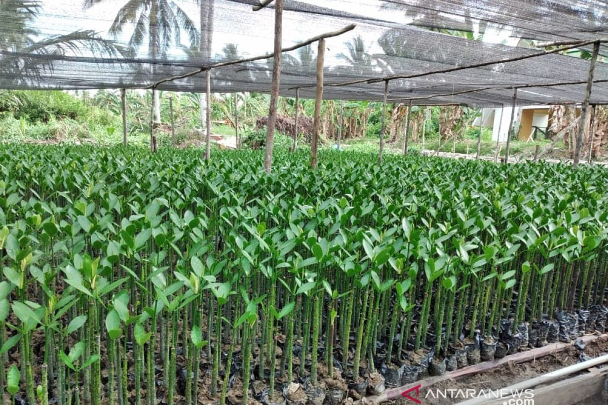 PLN tanam 560.660 pohon di Pulau Perling