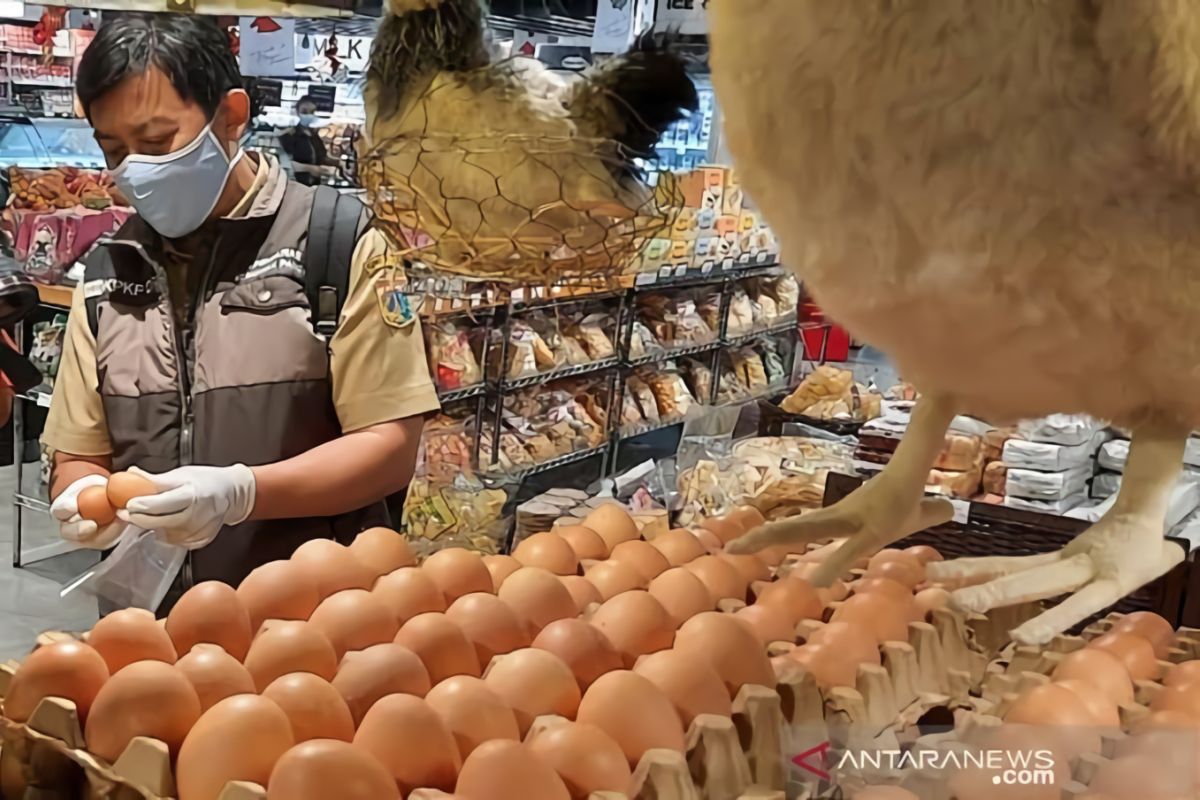 Angka kematian ayam petelur semakin menurun