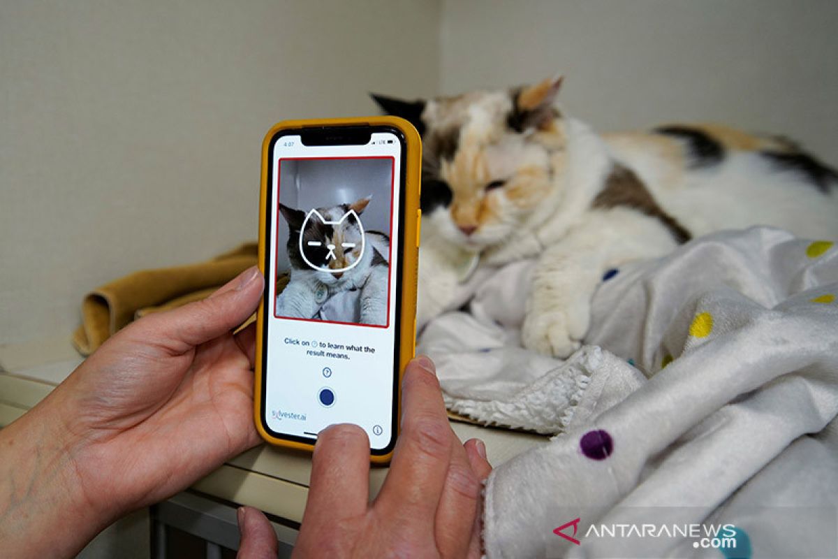 Apakah kucing Anda bahagia? Cek lewat aplikasi ini